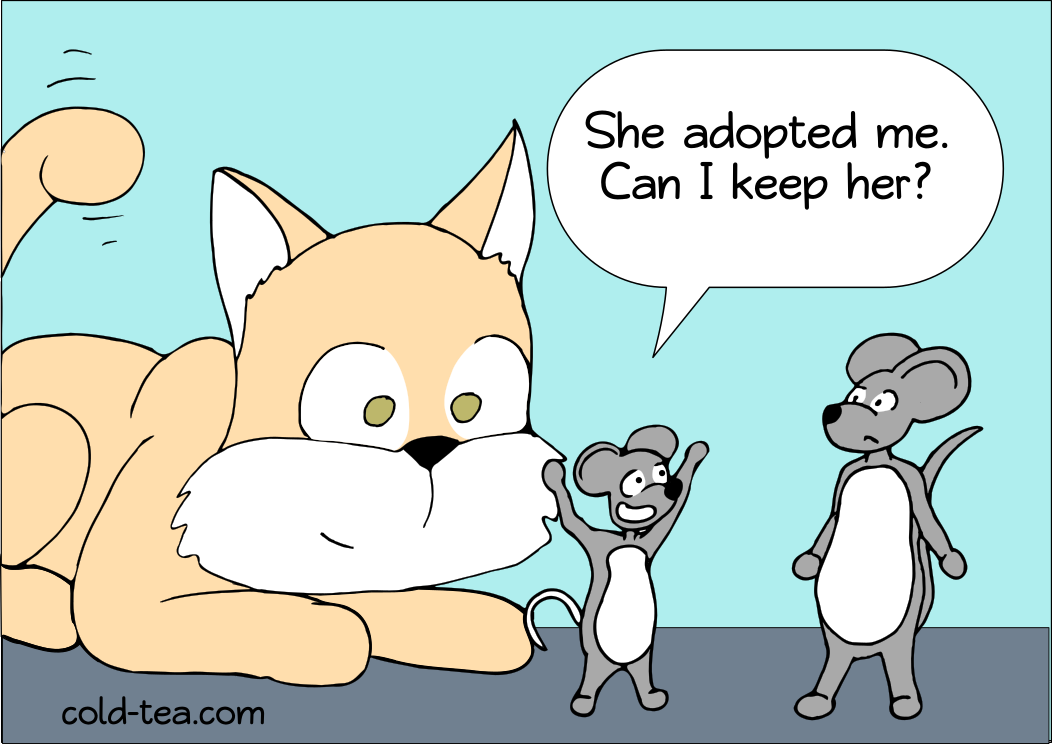 stray cat